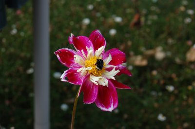 BumbleBee