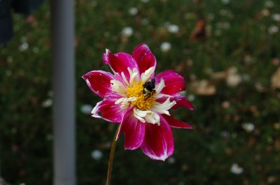 BumbleBee