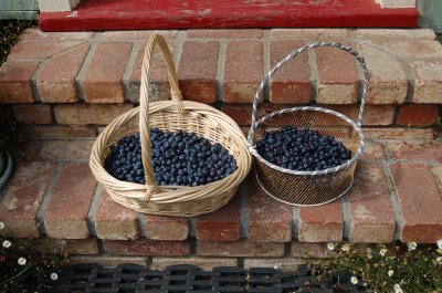 blueberries
