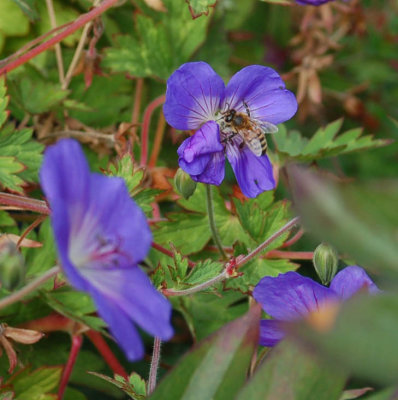 Bees
