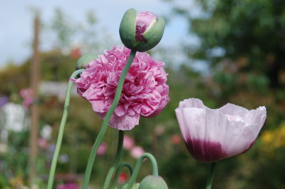 Poppies