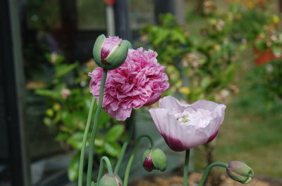 Poppies