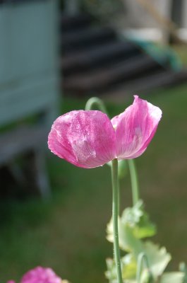 Poppies