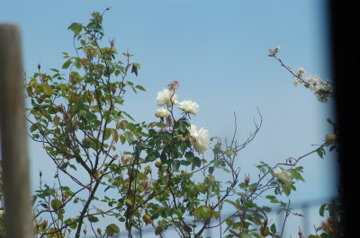 roses