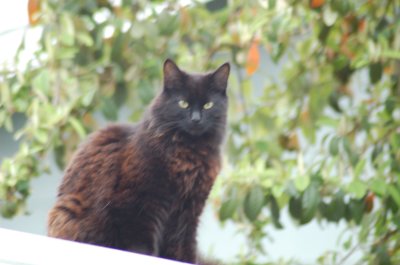 Smudge