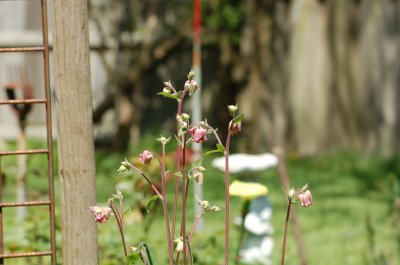 Flower2924.JPG