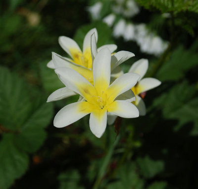 Flower_2882.jpg