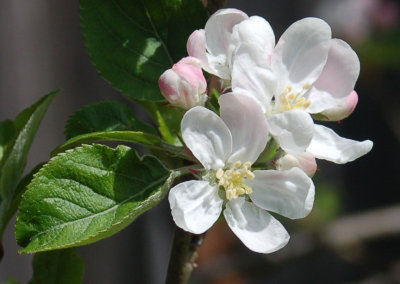 Apple_blossum4.jpg