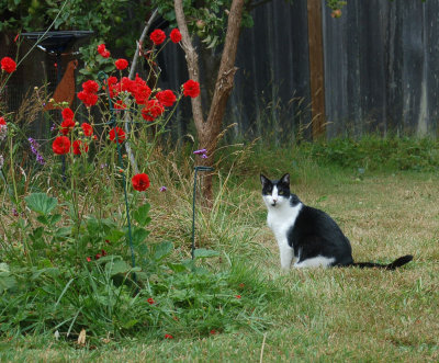 Robin august 2012