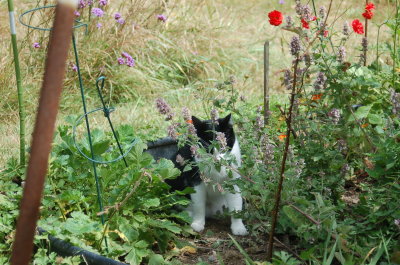 Robin & Catmint august 2012