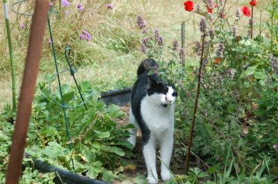 Robin  & Catmint august 2012