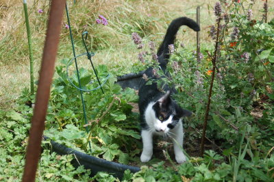 Robin  & Catmint august 2012