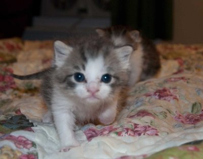 Rescue Kittens :)