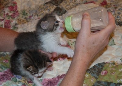 Rescue Kittens :)