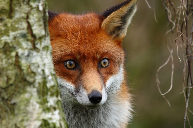 Shy fox