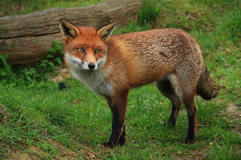 The young vixen