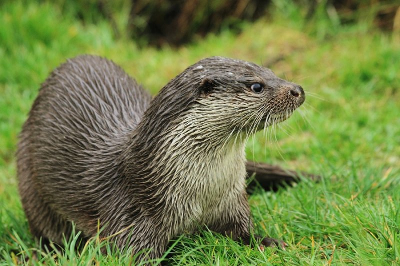 Young otter