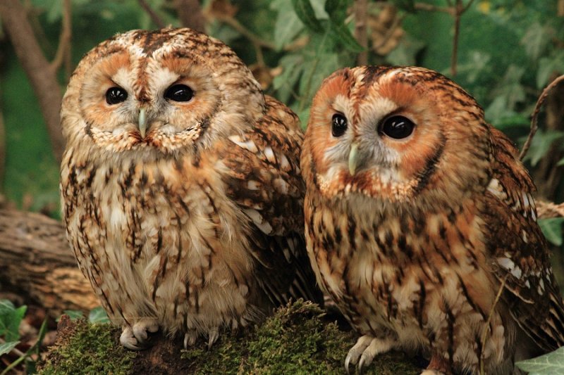 Tawny owl brothers