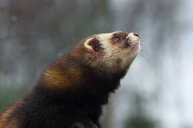 Polecat