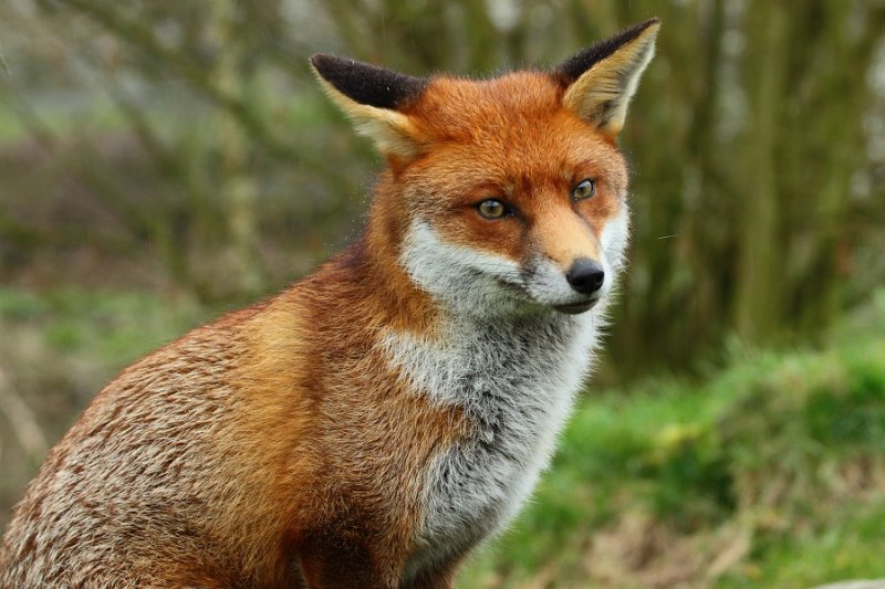 Young vixen looking thoughtful