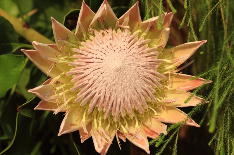 King Protea, native flora of the South African fynbos