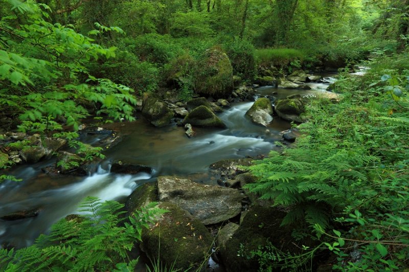 River Par, Pontsmill, at low flow