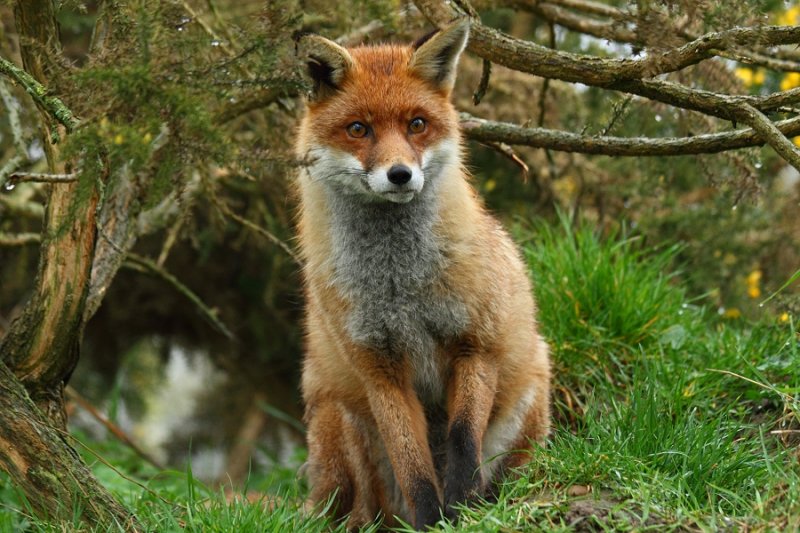 'Pickles', in her Winter coat, shelters from the rain