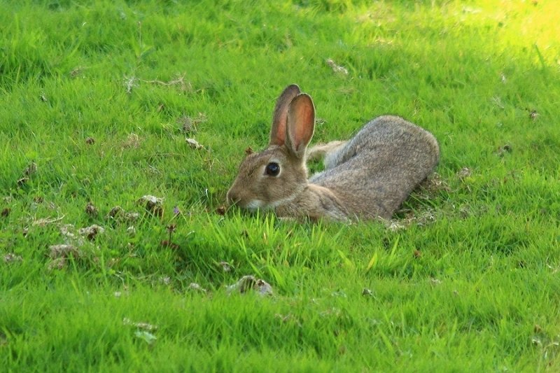 Wild rabbit lying in a hollow