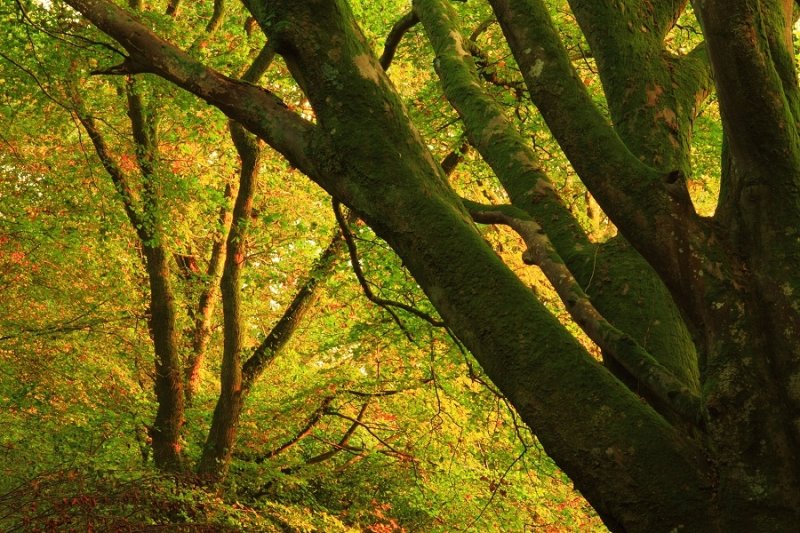 Autumn evening trees