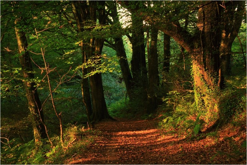 Woodland, Autumn evening