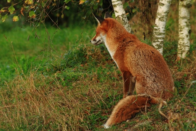 Proud father 'Frodo' watches over his cubs at the British Wildlife Centre