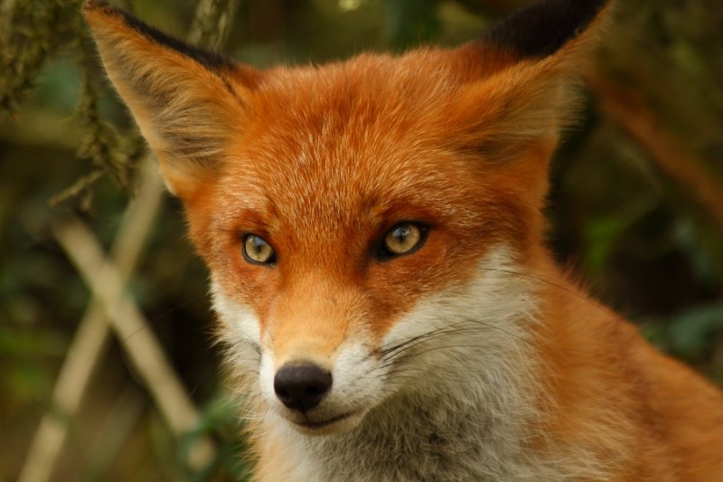 Beautiful fox cub