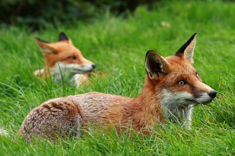 Resting fox cubs