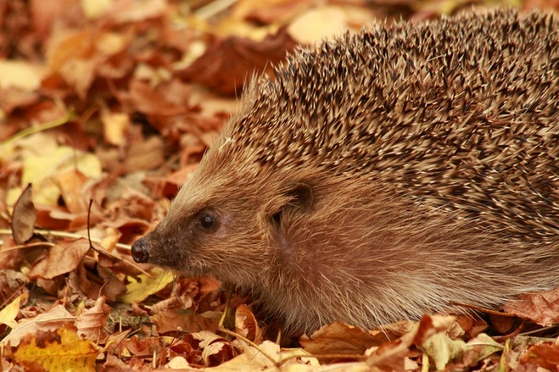 Hedgehog & Autumn leaves