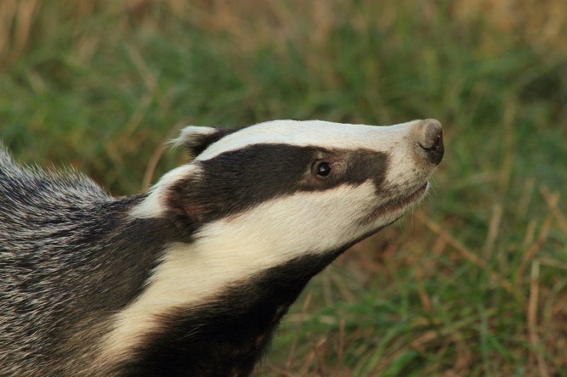 Young badger, 'Honey'