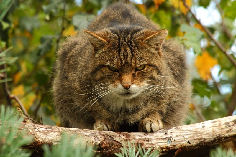 'Kendra', the Scottish Wildcat