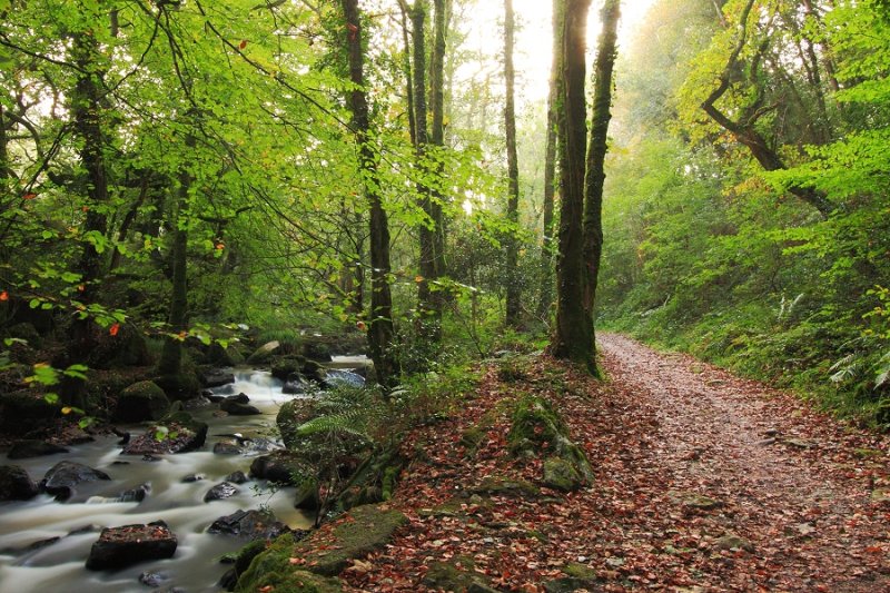 Autumn path & stream