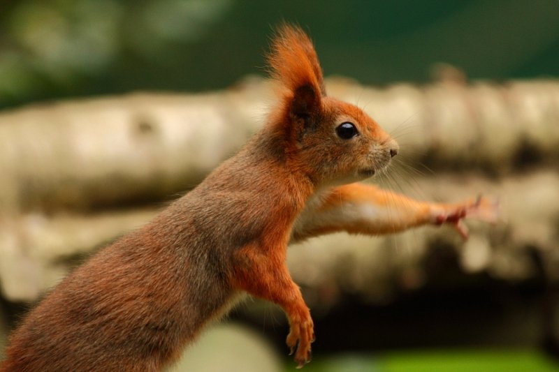 Red squirrel, reaching