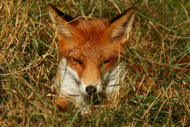 Young fox in the grass