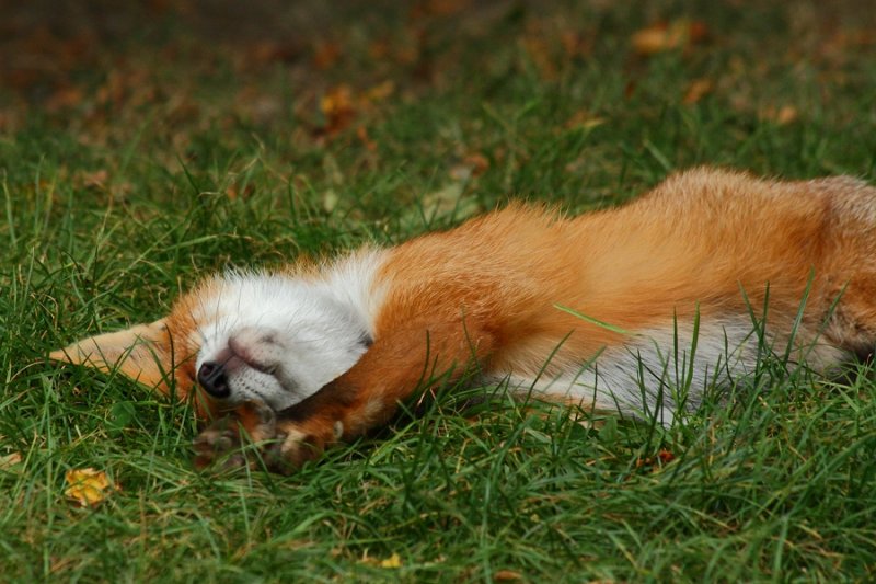 Relaxed fox cub stretching
