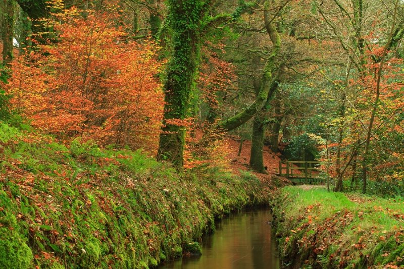 Leat, path and Autumn foliage