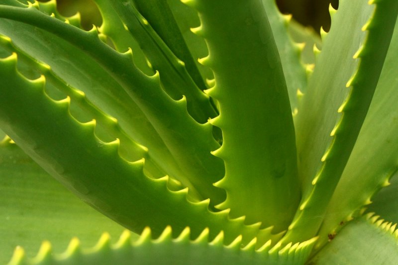 Aloe arborescens, Dry Temperate Biome