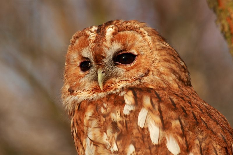 'Florence' the tawny owl enjoys the late afternoon sunshine