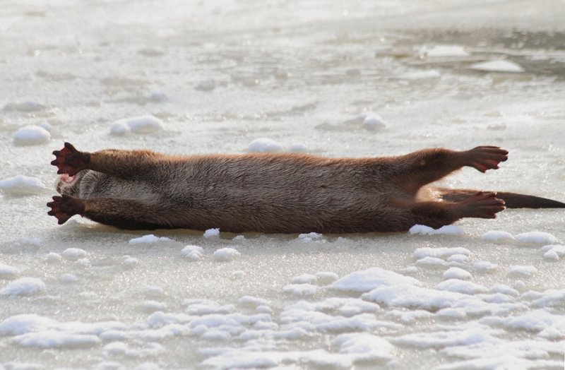 Otter, stretching on ice