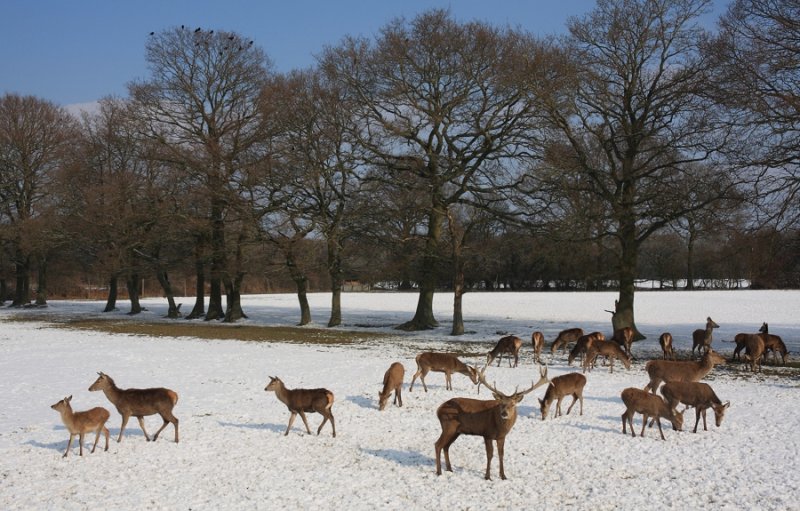 Red deer herd