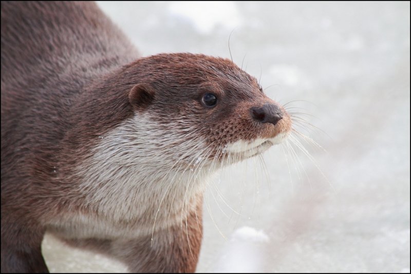 Otter on the frozen pond