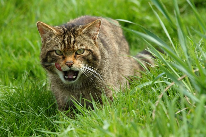 'Ritchie' the Scottish wildcat