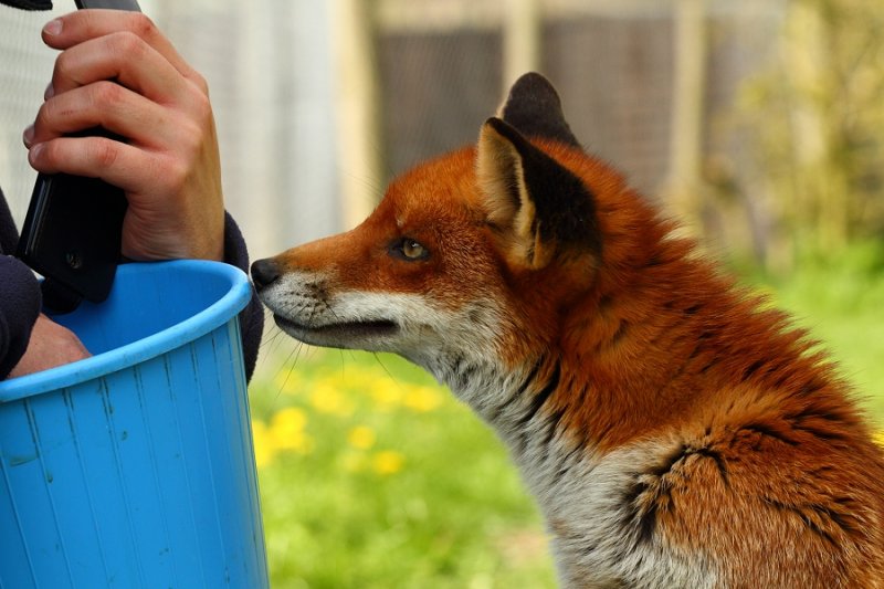 'Flo', looking for a treat