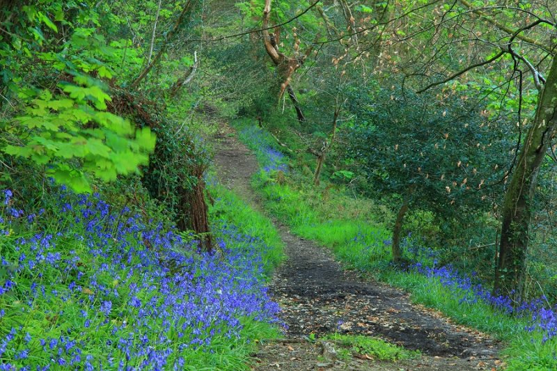 Bluebell time again