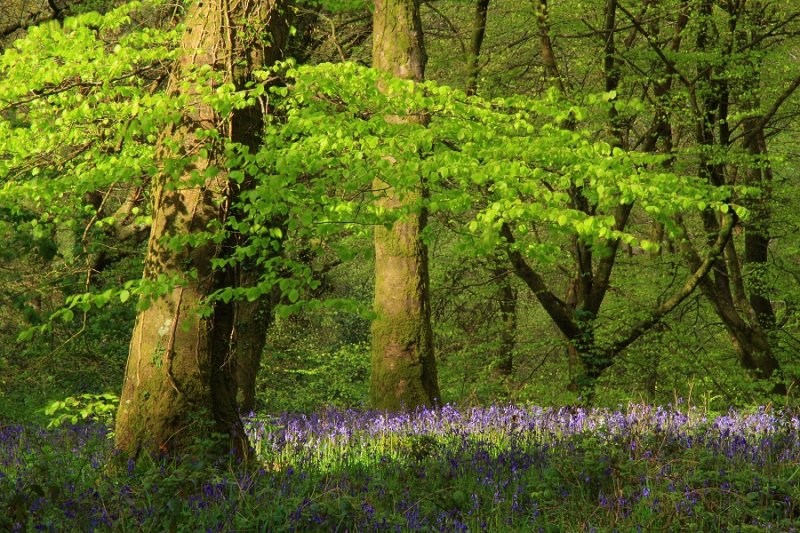 Spring leaves & bluebells